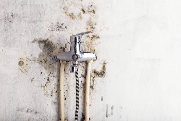 Best Mold Removal Near Me  in Rio Grande, NJ