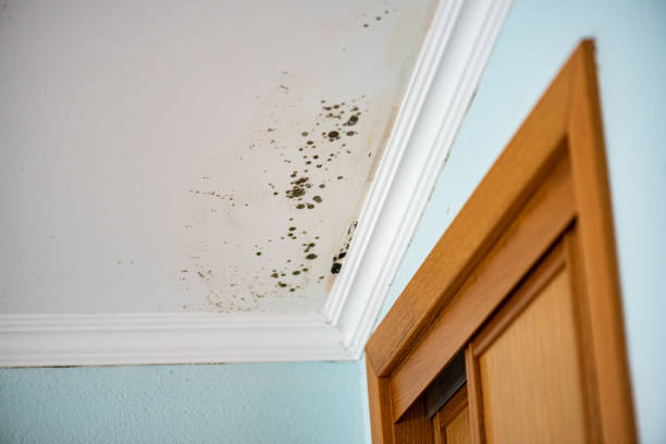 Best Toxic Mold Removal  in Rio Grande, NJ