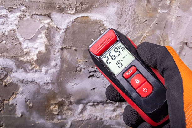 Best Home Mold Removal  in Rio Grande, NJ
