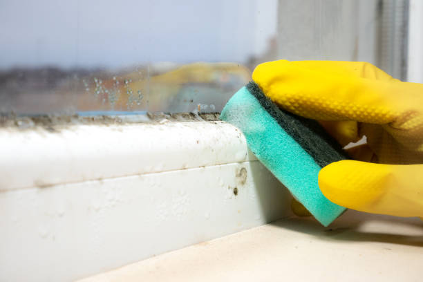 Crawl Space Mold Removal in Rio Grande, NJ