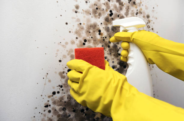 Best Crawl Space Mold Removal  in Rio Grande, NJ