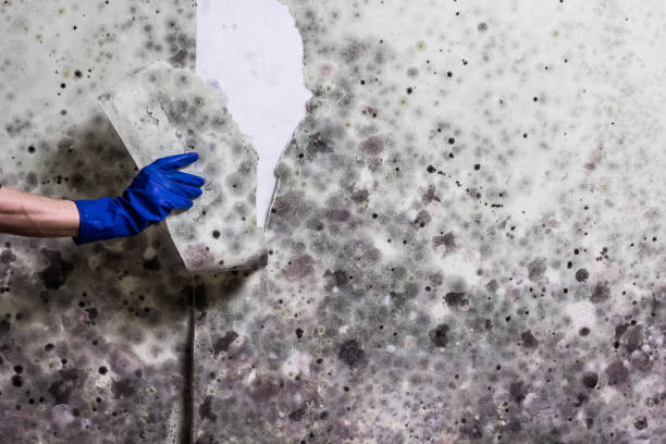 Mold Removal and Inspection in Rio Grande, NJ