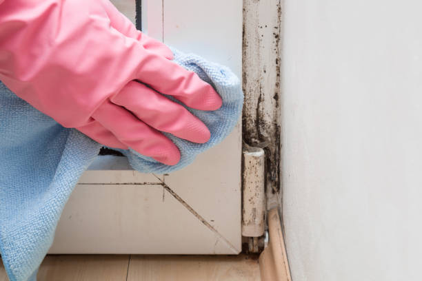Office Mold Removal Services in Rio Grande, NJ
