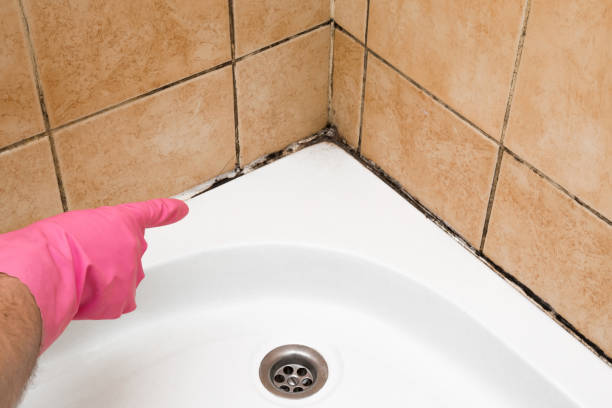 Best Mold Removal Company Near Me  in Rio Grande, NJ